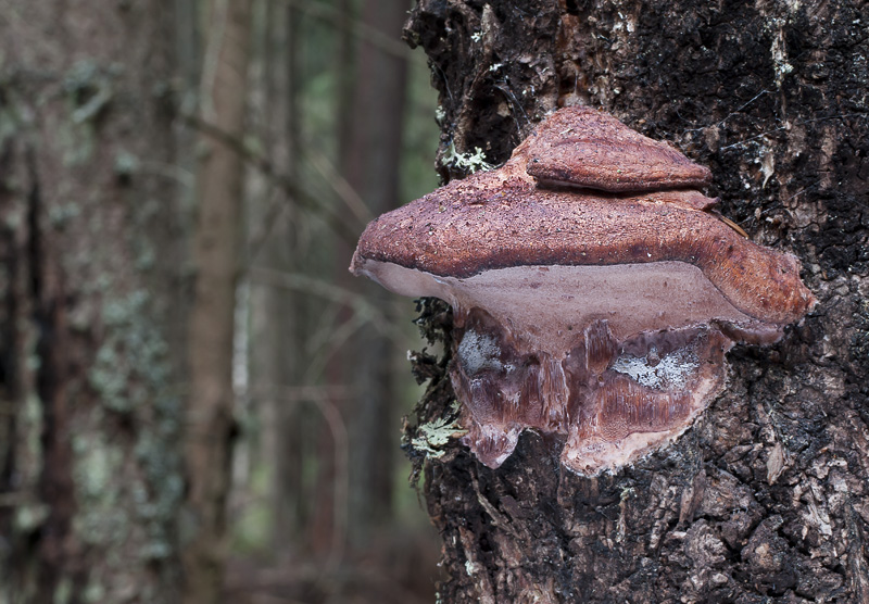 Leptoporus mollis